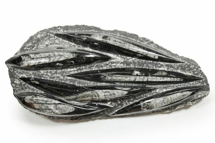 Polished Fossil Orthoceras (Cephalopod) Plate - Morocco #352347